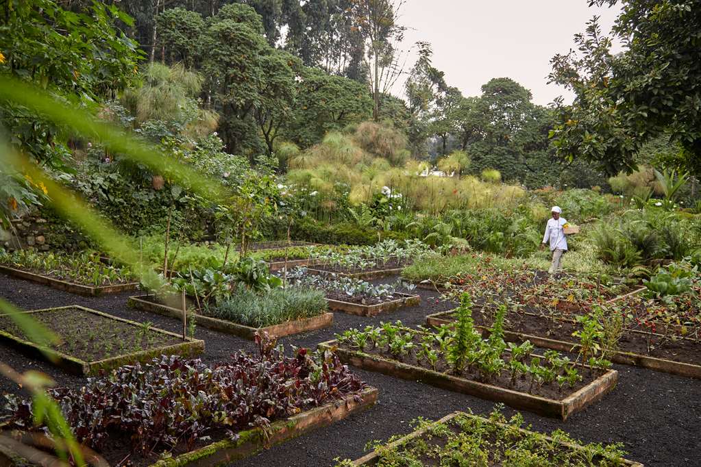 Gardening/Gardens,On-Site,Outdoor/Exterior,Natural landscape