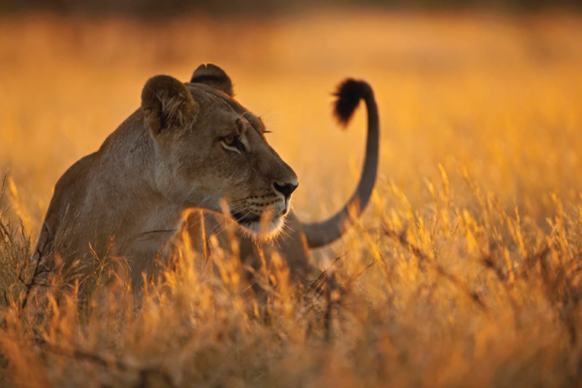 Lion
