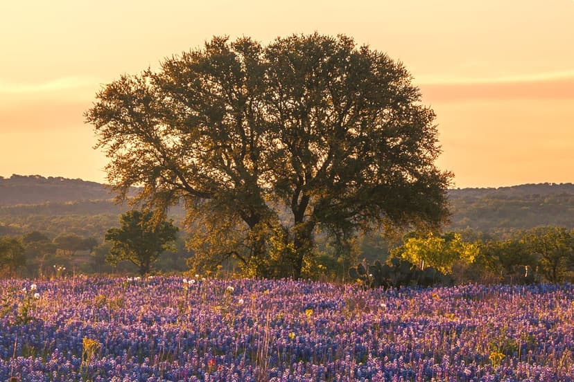 Canyon Ranch Austin